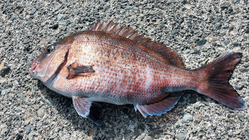 マダイの釣果