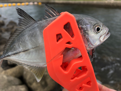 メッキの釣果