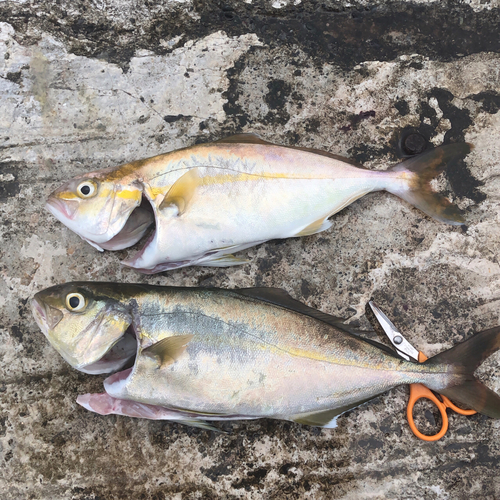 カンパチの釣果