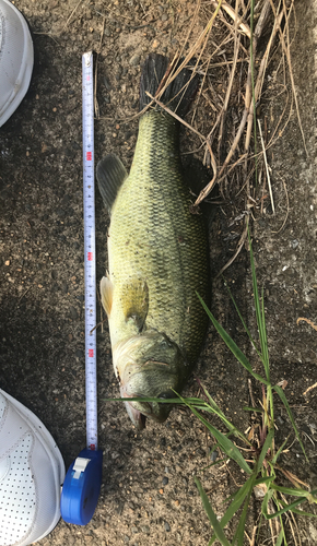 ブラックバスの釣果