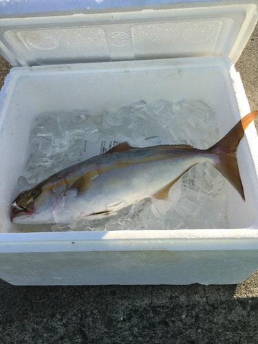 カンパチの釣果