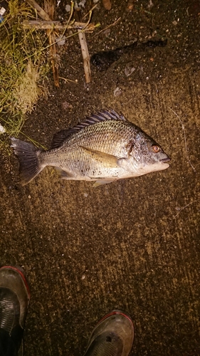 キビレの釣果