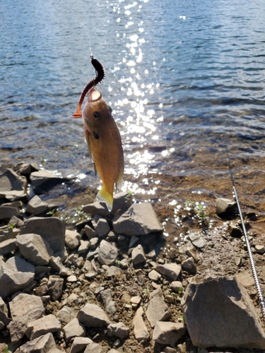 釣果