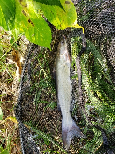 アメリカナマズの釣果