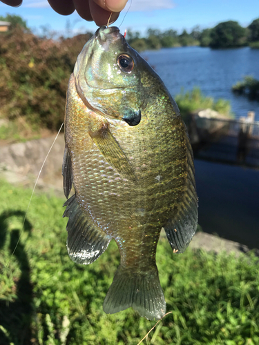 ブルーギルの釣果