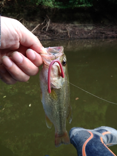 ラージマウスバスの釣果