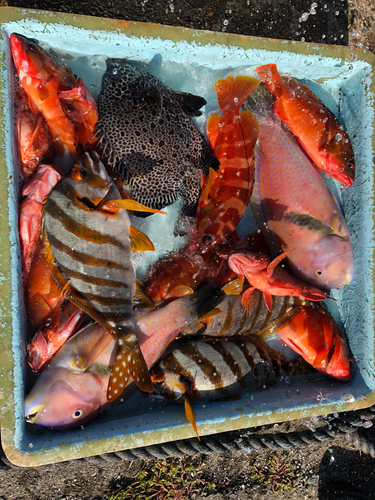 イシガキダイの釣果