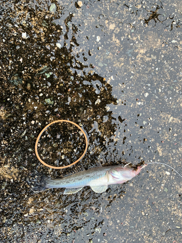 シマハゼの釣果