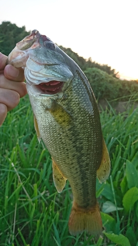 ラージマウスバスの釣果