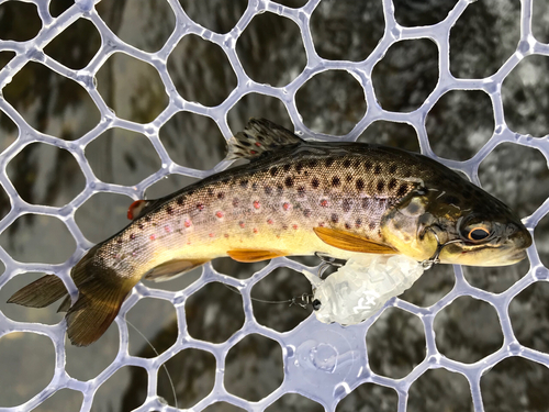 ブラウントラウトの釣果