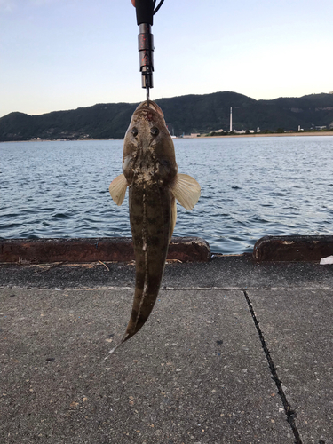 マゴチの釣果