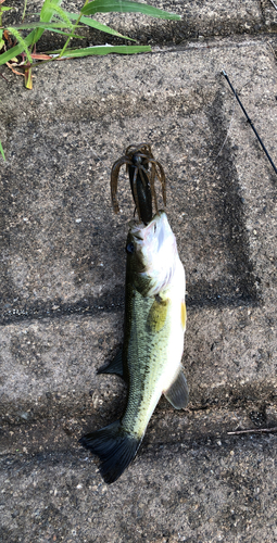 ブラックバスの釣果