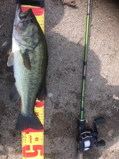 ラージマウスバスの釣果