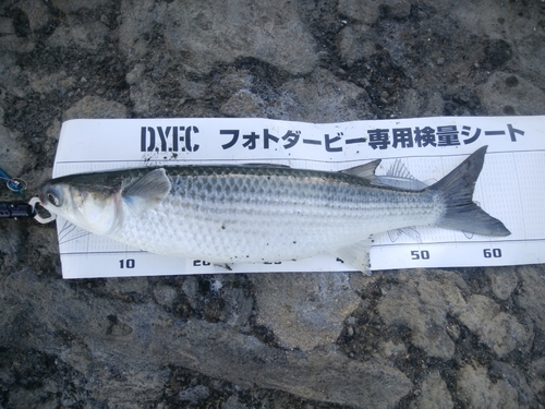 ボラの釣果