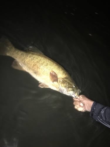 スモールマウスバスの釣果