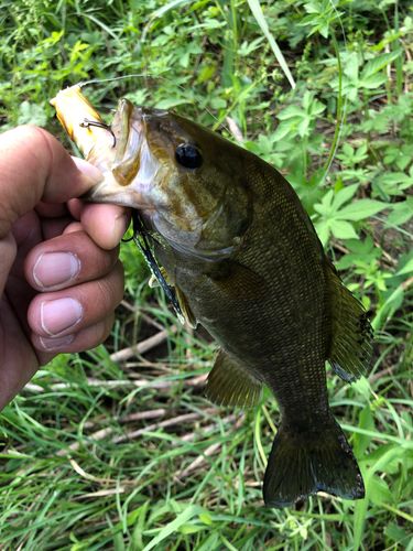 スモールマウスバスの釣果