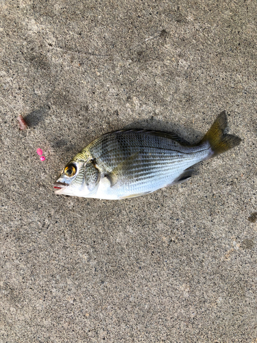 ハゼの釣果