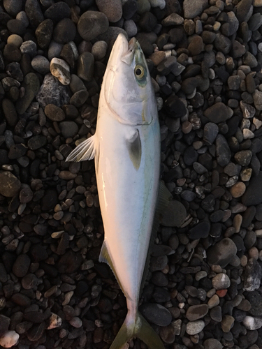 ワカシの釣果