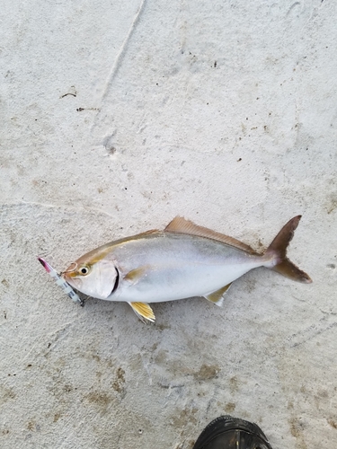 ショゴの釣果