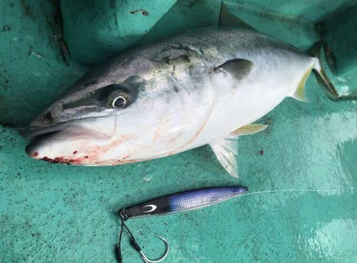 ブリの釣果