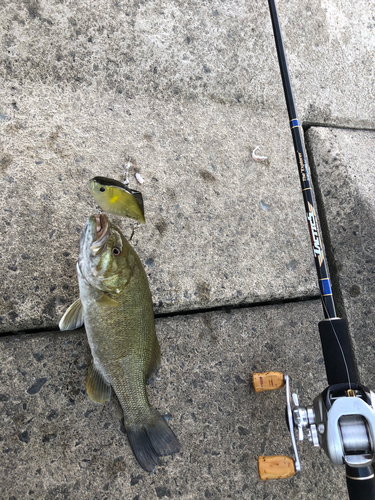 スモールマウスバスの釣果