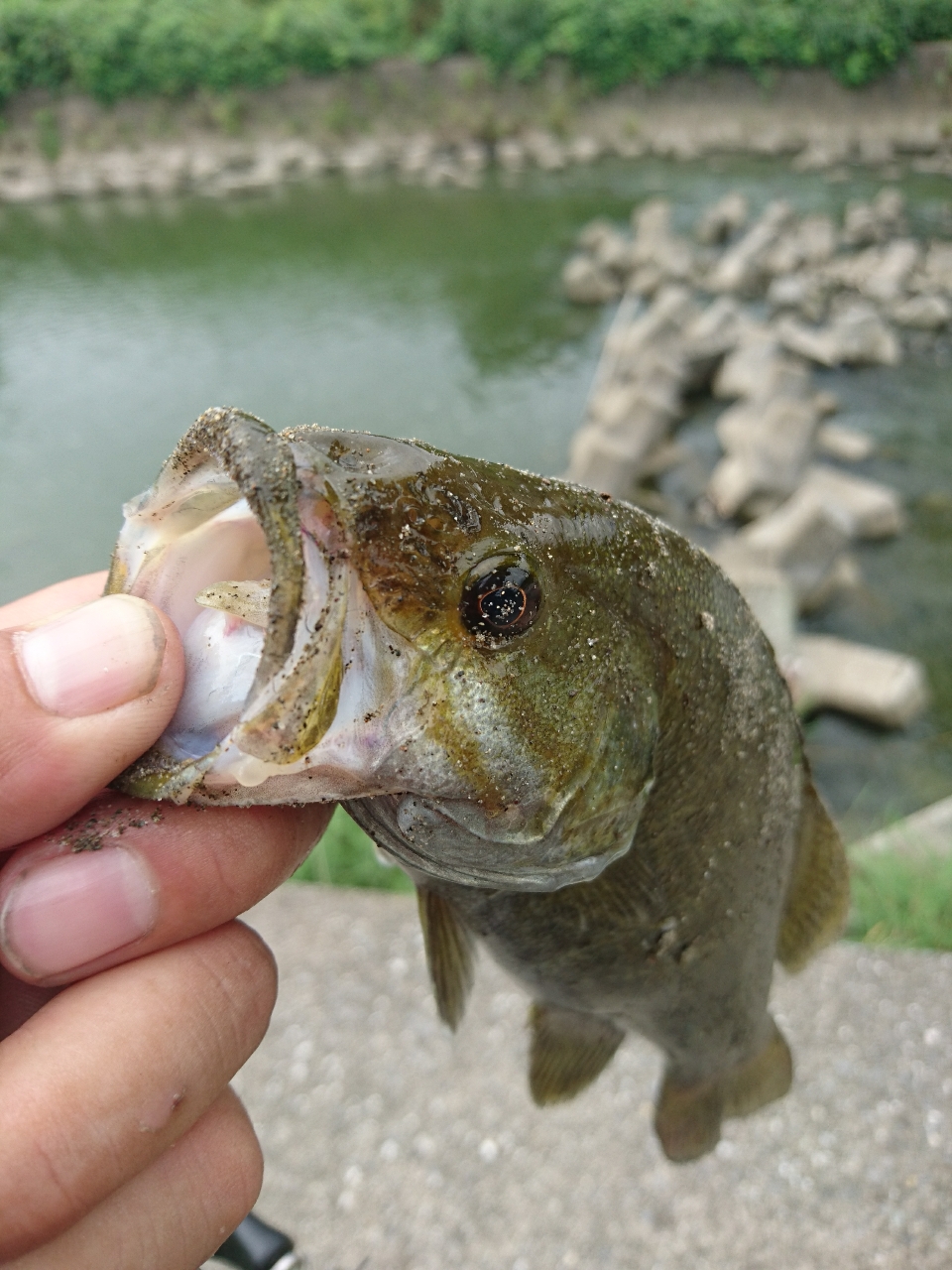 スモールマウスバス