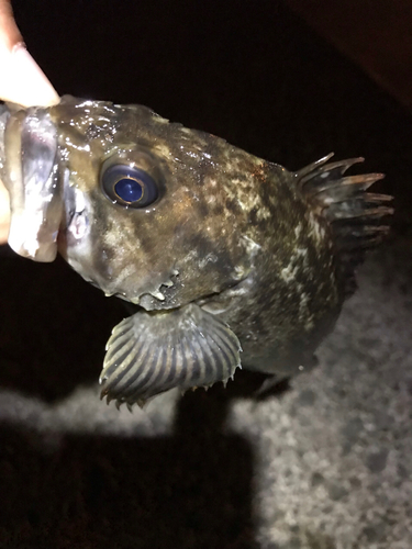 クロソイの釣果