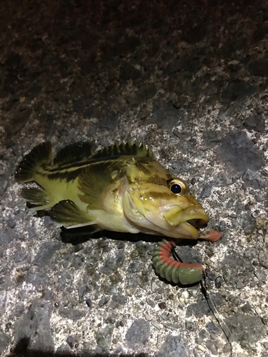 シマソイの釣果