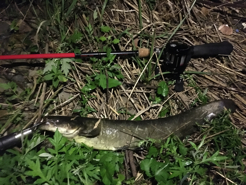 ナマズの釣果