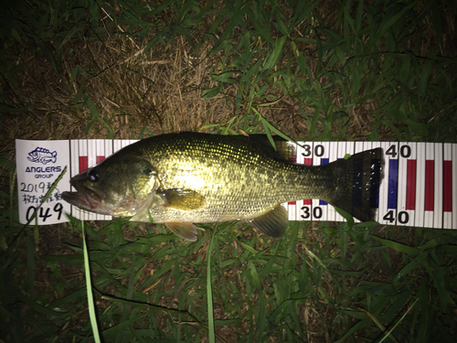 ブラックバスの釣果