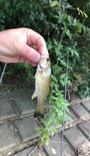 スモールマウスバスの釣果