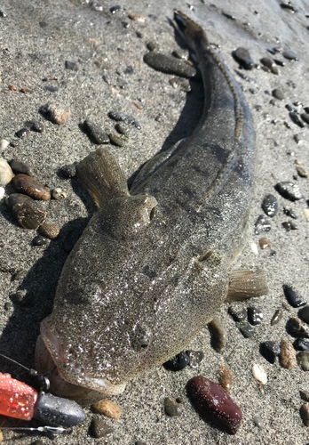 マゴチの釣果