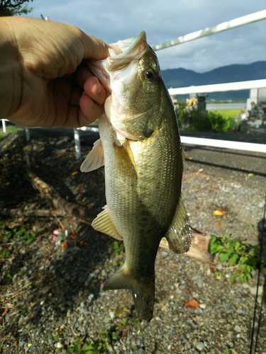 ナマズの釣果