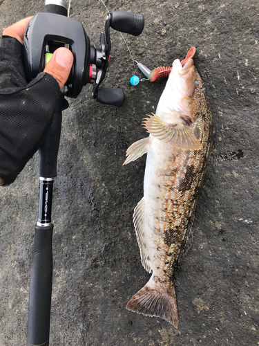 アイナメの釣果