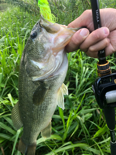 ブラックバスの釣果