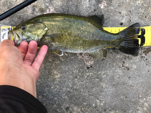 スモールマウスバスの釣果