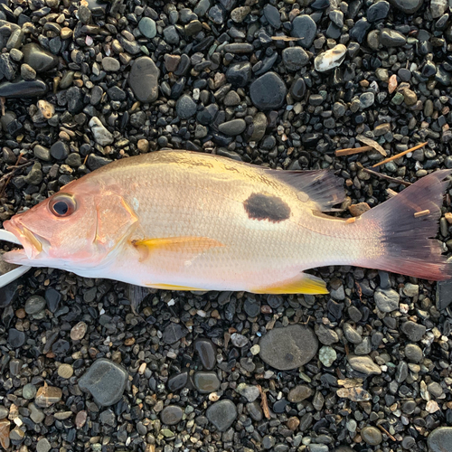 クロホシフエダイの釣果