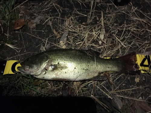 ラージマウスバスの釣果