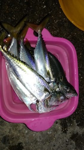 サバの釣果