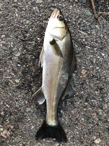 セイゴ（マルスズキ）の釣果