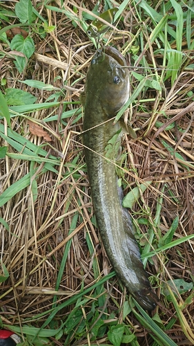 ナマズの釣果