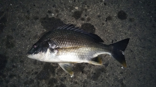 キビレの釣果