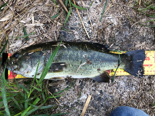 ブラックバスの釣果