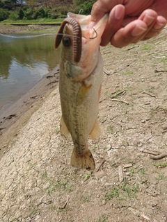 ラージマウスバスの釣果