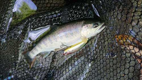 アマゴの釣果