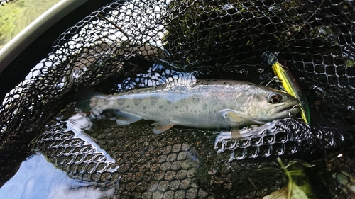 アマゴの釣果