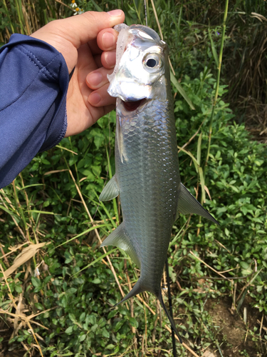 ターポンの釣果