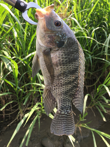 ティラピアの釣果