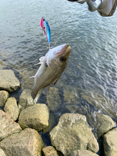 セイゴ（マルスズキ）の釣果