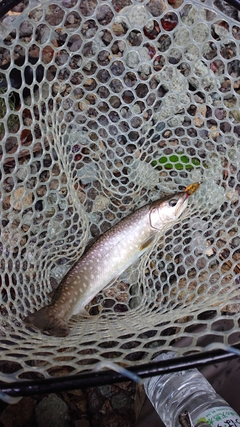 イワナの釣果